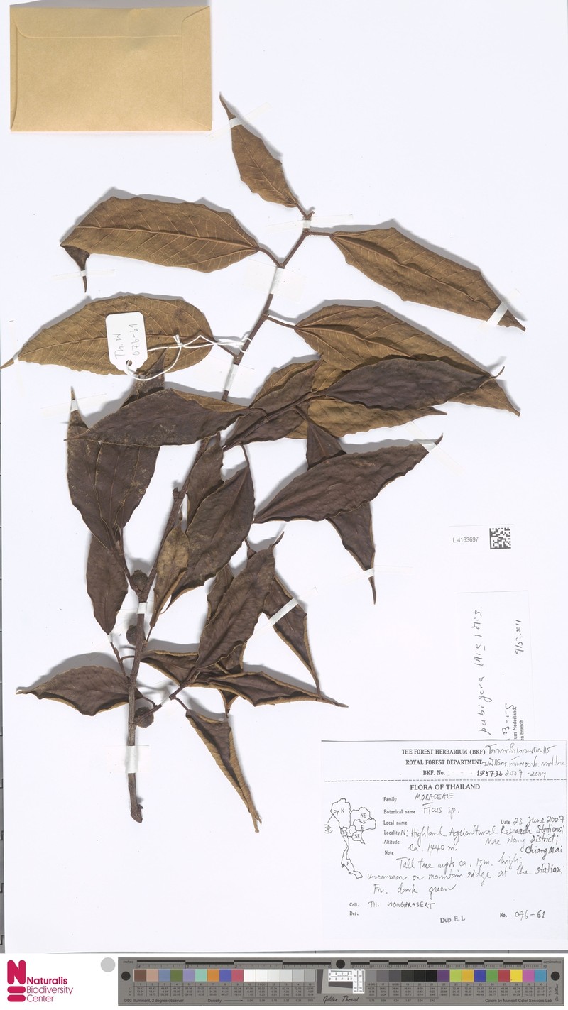 Ficus pubigera photo 6