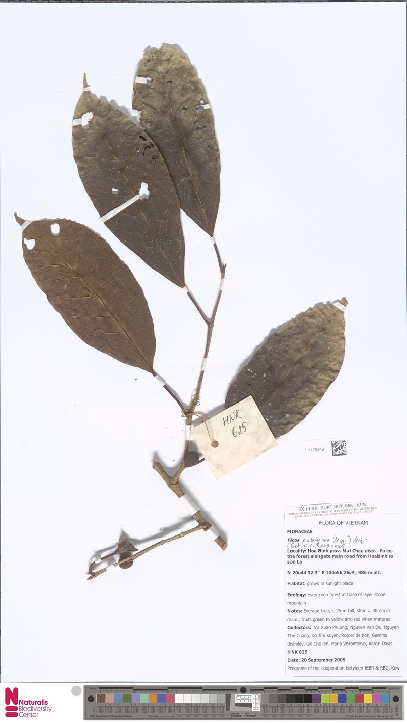 Ficus pubigera photo 7