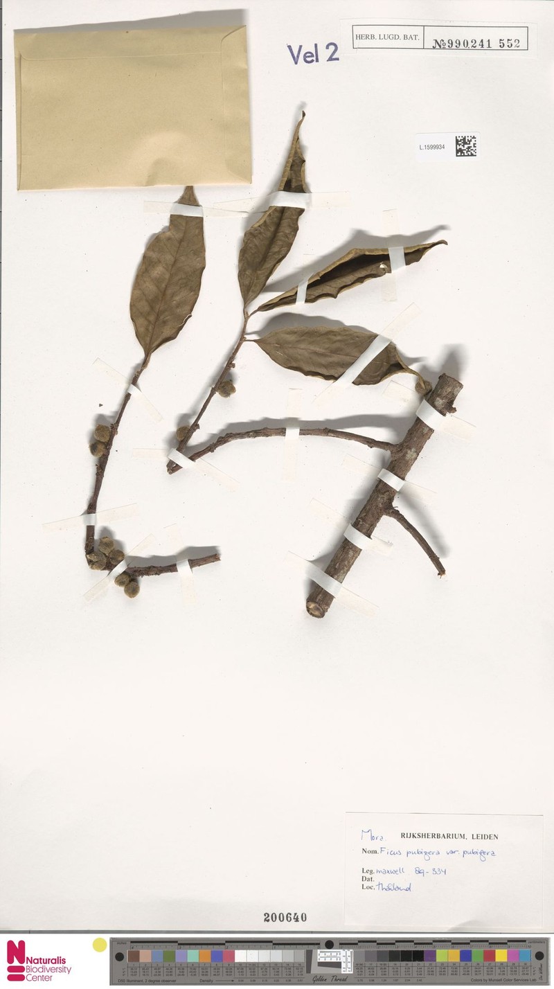 Ficus pubigera var. pubigera