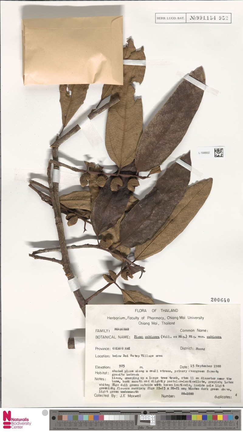 Ficus pubigera var. pubigera photo 3