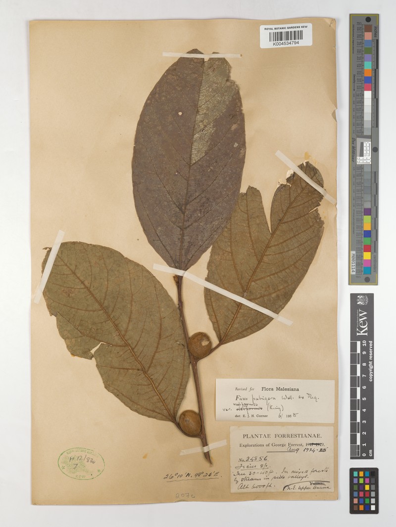 Ficus pubigera var. pubigera photo 4