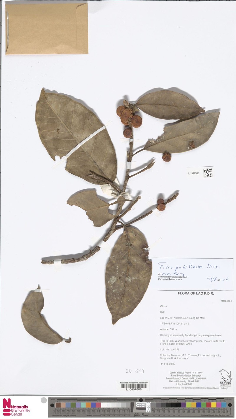 Ficus pubilimba