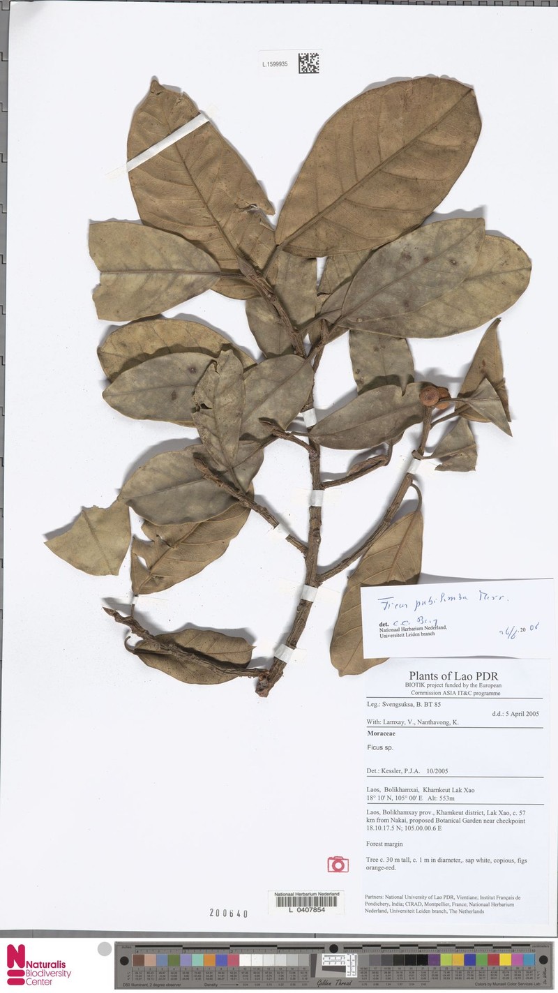 Ficus pubilimba photo 2