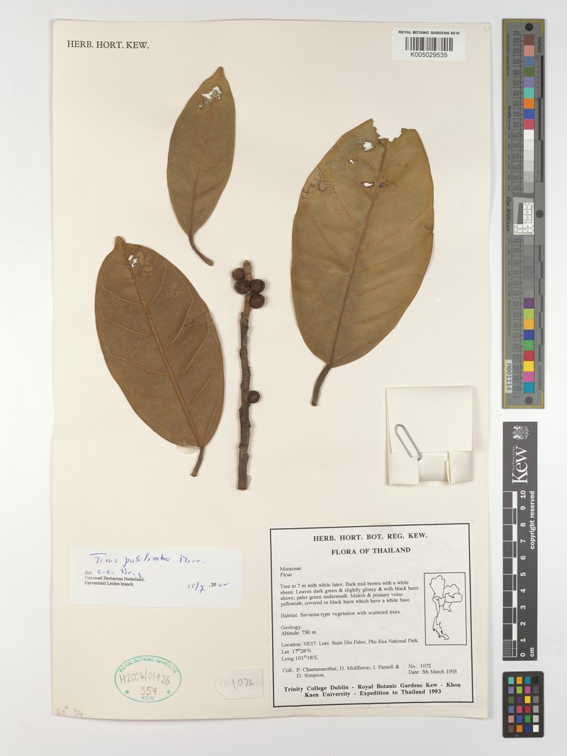 Ficus pubilimba photo 3