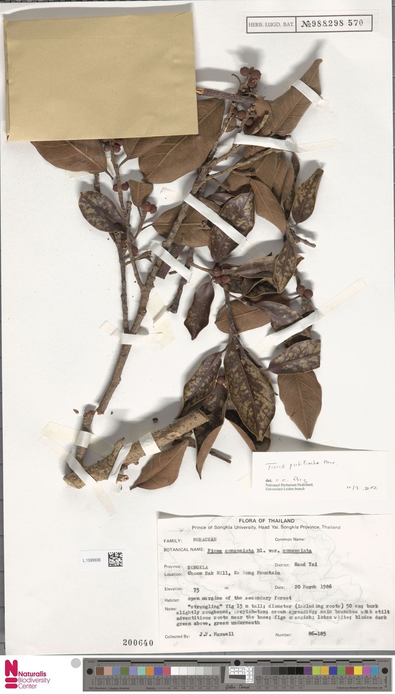 Ficus pubilimba photo 4