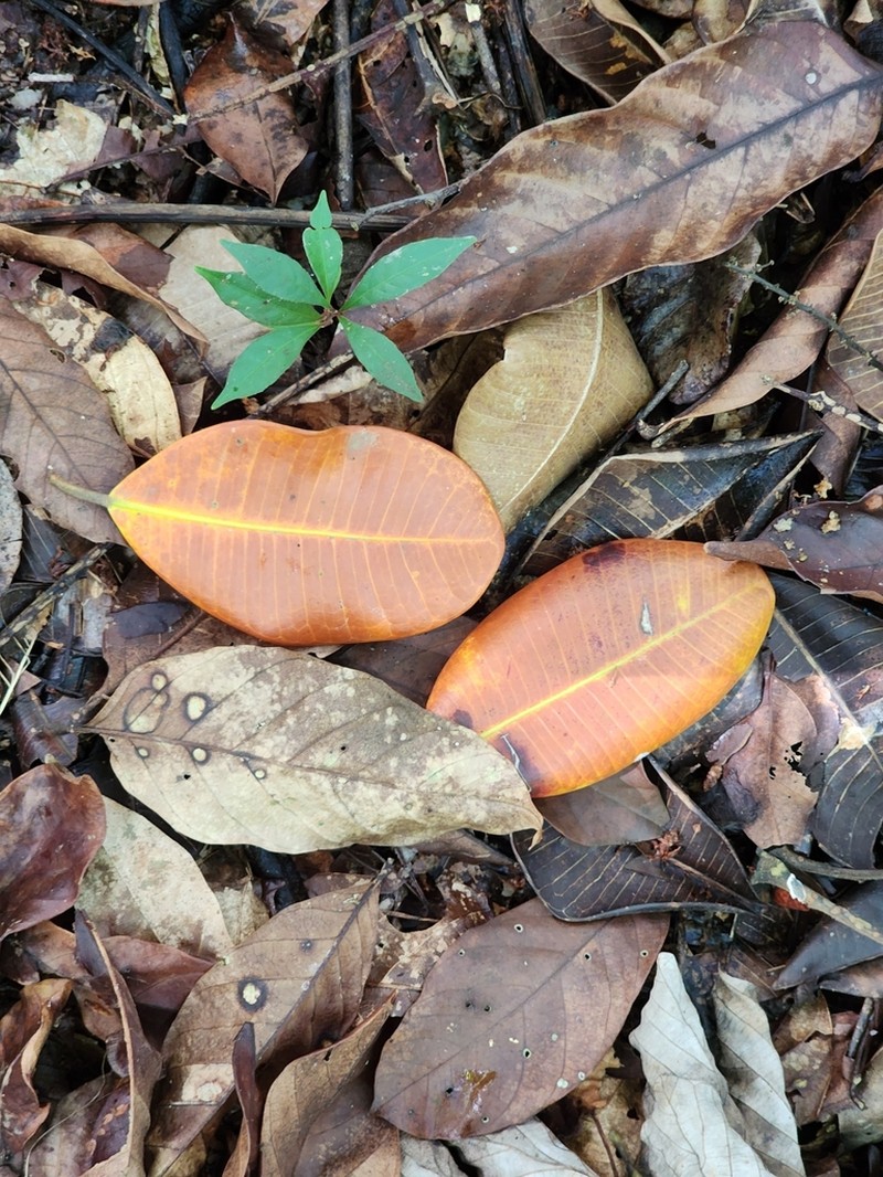 Ficus pulchella