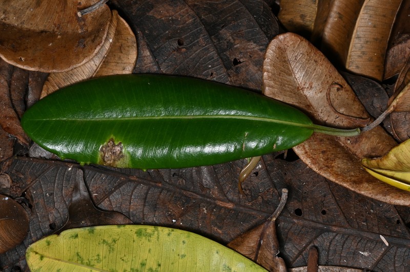 Ficus pulchella photo 2