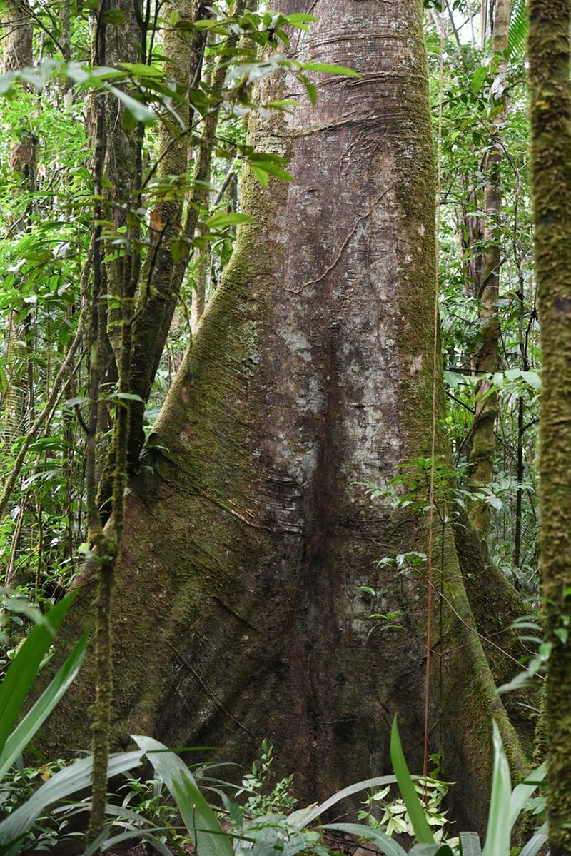 Ficus pulchella photo 4
