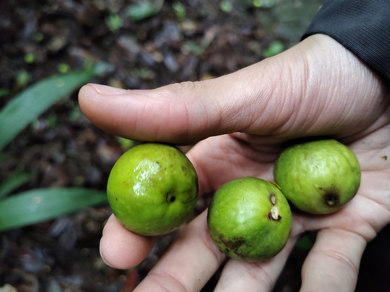 Ficus pulchella photo 5