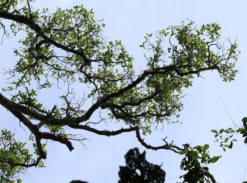 Ficus pulchella photo 6