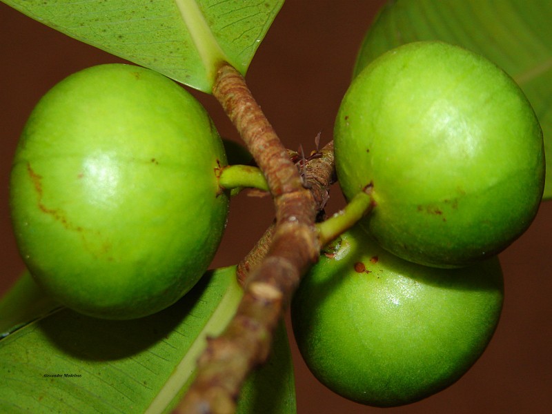 Ficus pulchella photo 7