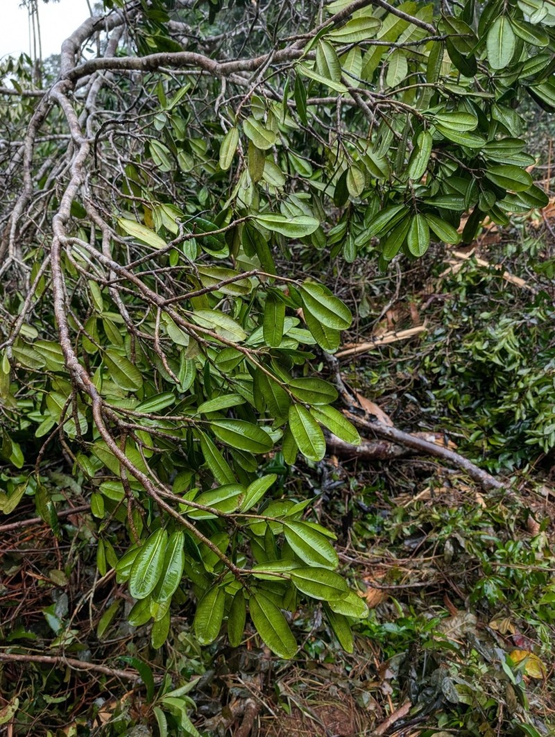 Ficus pulchella photo 8