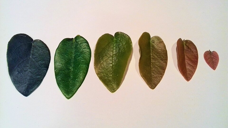 Climbingfig photo 2