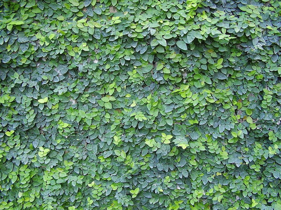 Climbingfig photo 4