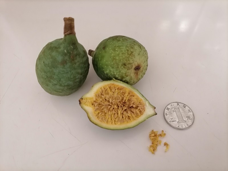 Ficus pumila var. awkeotsang