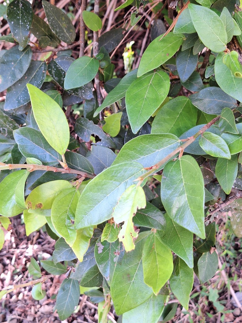 Ficus pumila var. awkeotsang photo 2