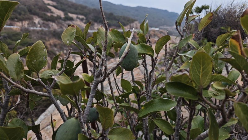 Ficus pumila var. awkeotsang photo 3