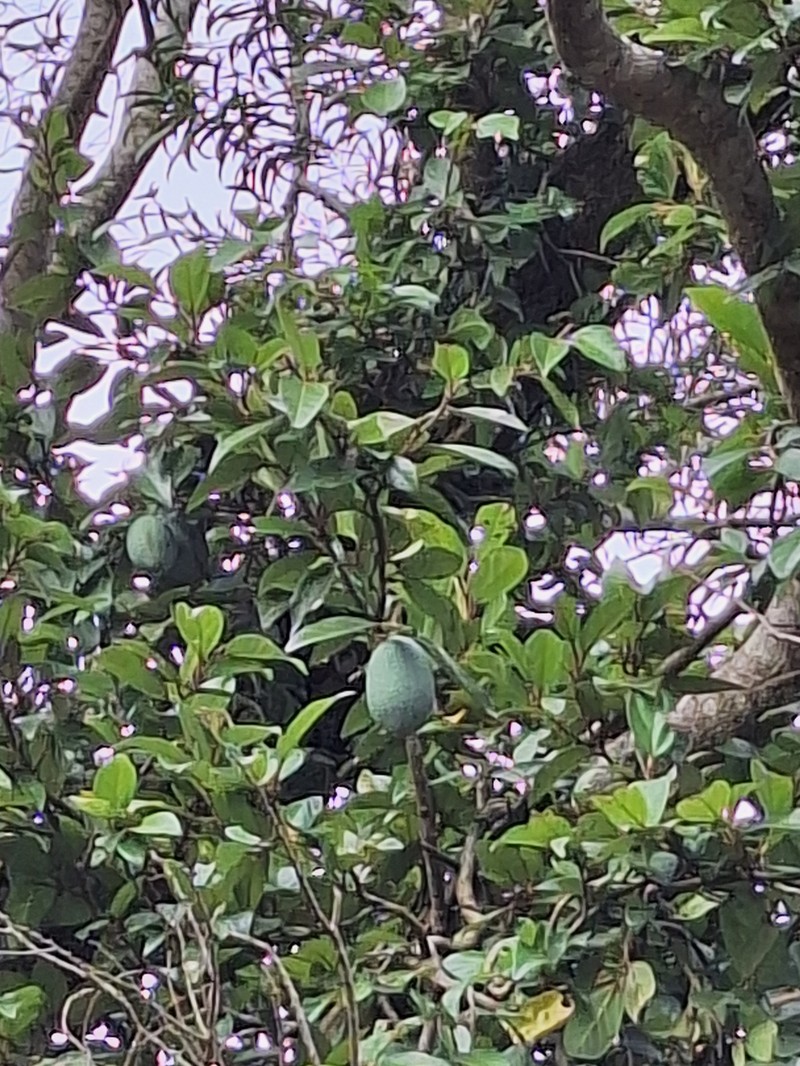 Ficus pumila var. awkeotsang photo 4