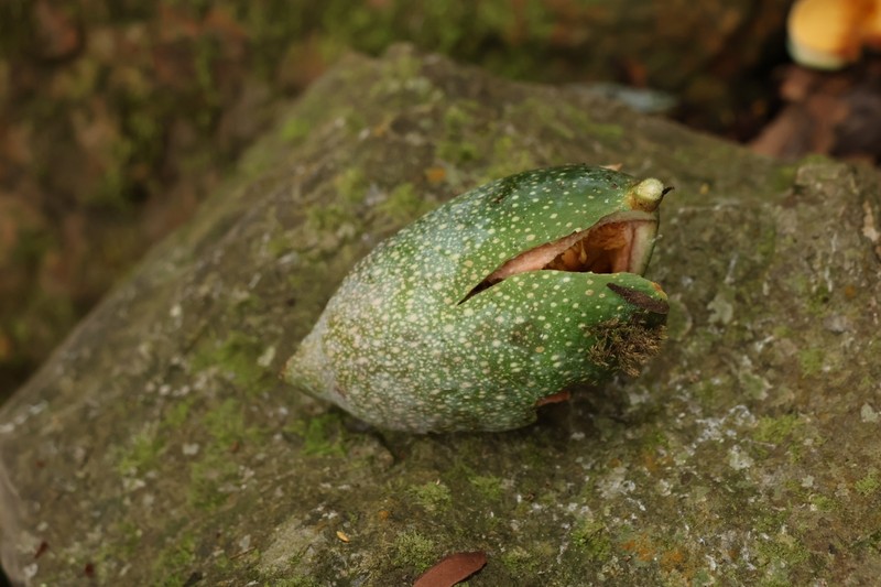 Ficus pumila var. awkeotsang photo 5