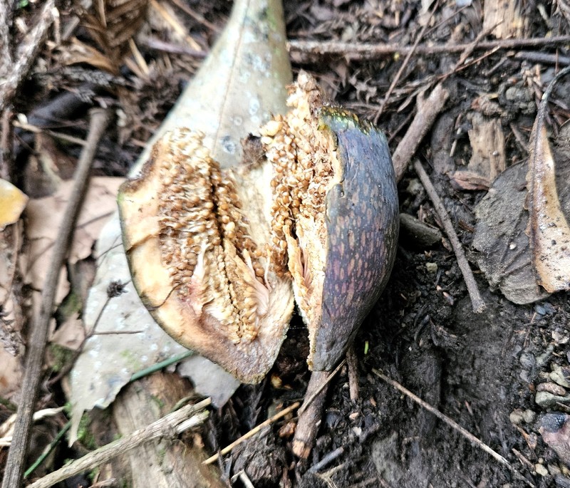 Ficus pumila var. awkeotsang photo 6