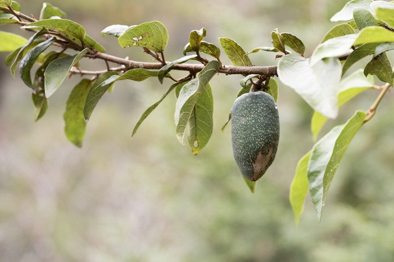 Ficus pumila var. awkeotsang photo 7