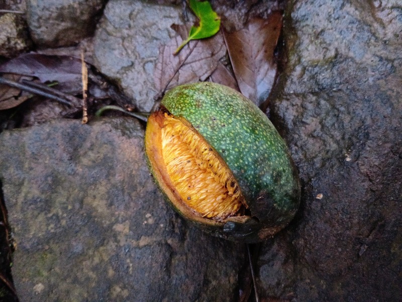 Ficus pumila var. awkeotsang photo 8