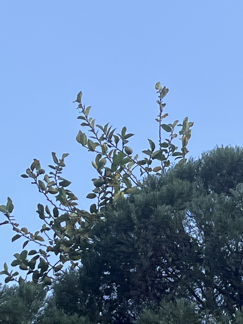 Ficus pumila var. pumila