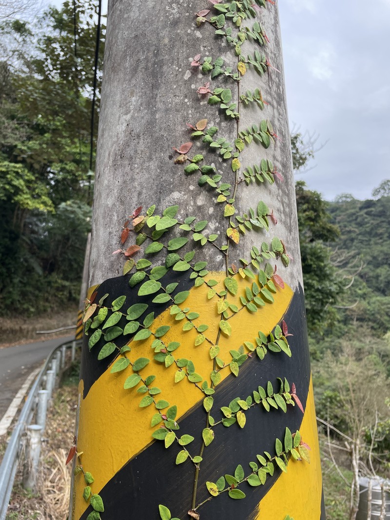 Ficus pumila var. pumila photo 2