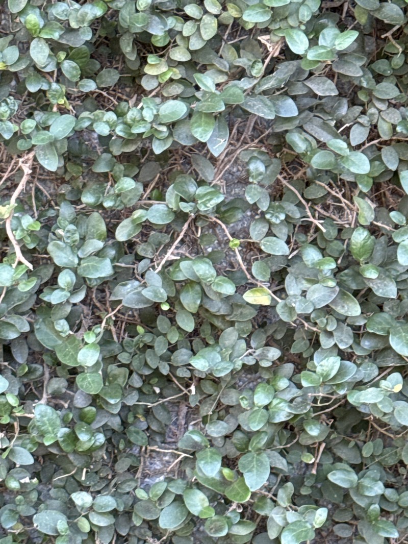 Ficus pumila var. pumila photo 3