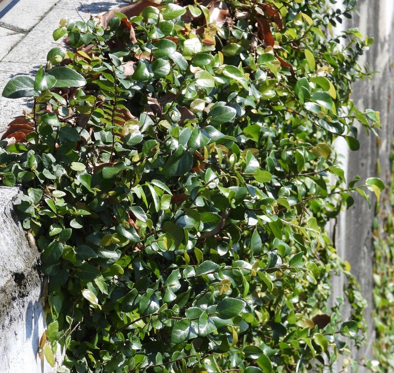 Ficus pumila var. pumila photo 4
