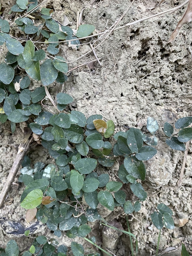 Ficus pumila var. pumila photo 5