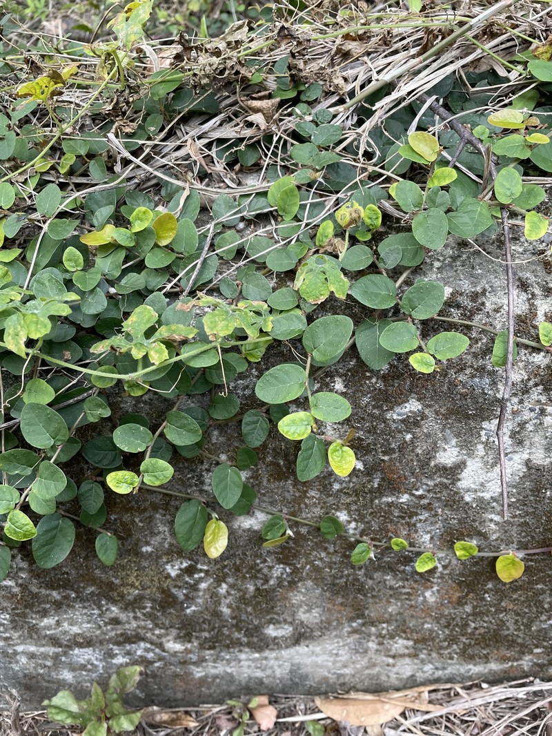 Ficus pumila var. pumila photo 6