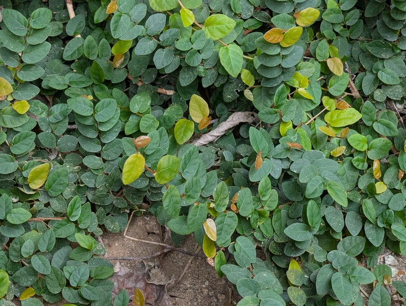 Ficus pumila var. pumila photo 7
