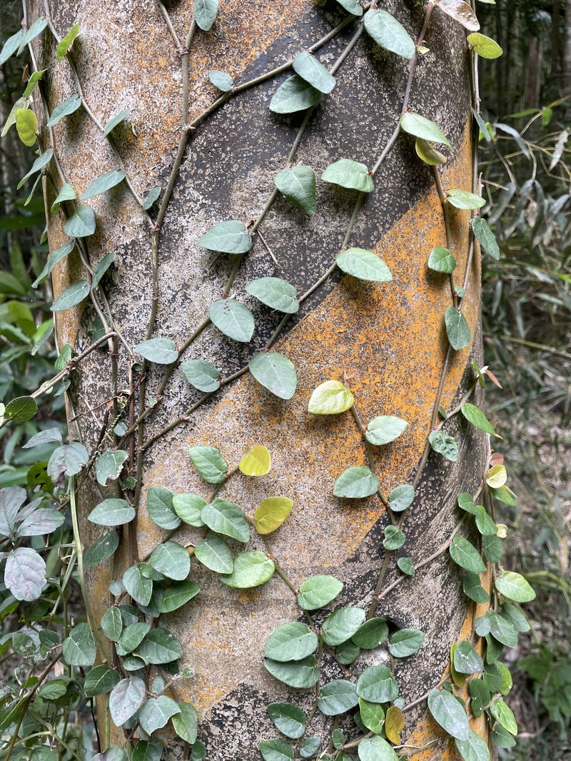 Ficus pumila var. pumila photo 8