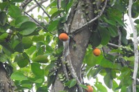 Ficus punctata