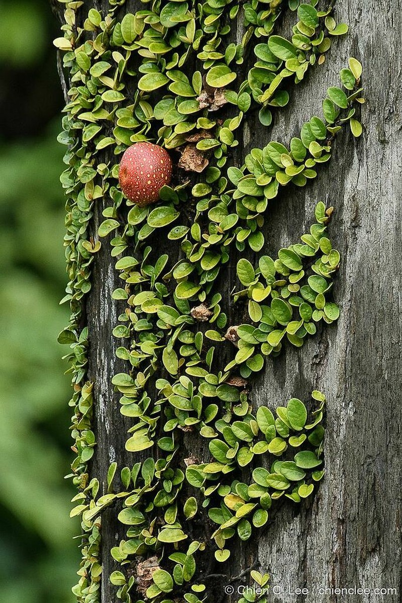 Ficus punctata photo 2
