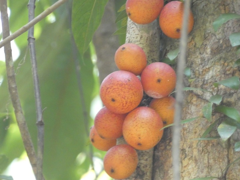 Ficus punctata photo 3