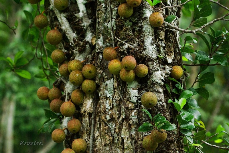 Ficus punctata photo 4