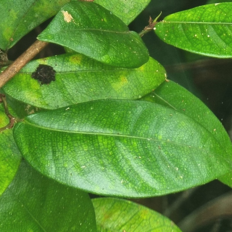 Ficus punctata photo 5