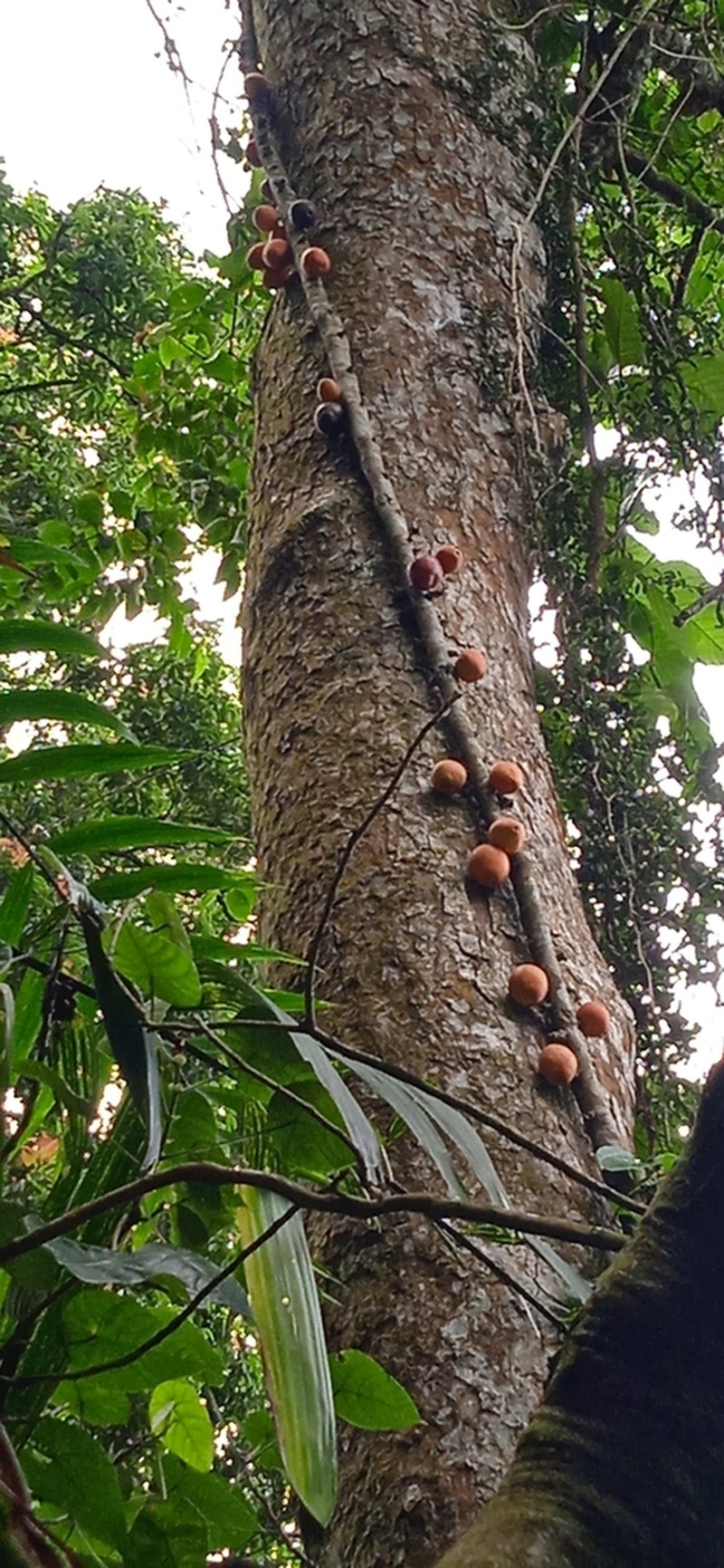 Ficus punctata photo 7