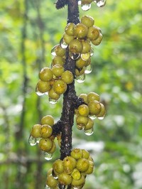 Ficus pungens