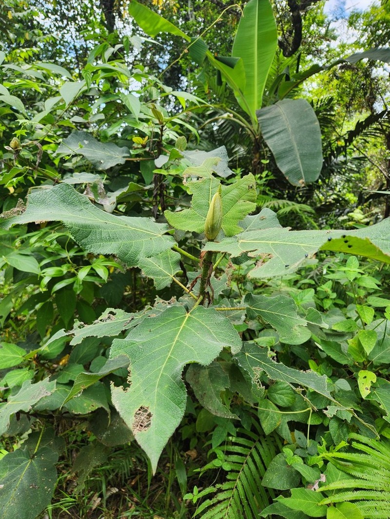 Ficus pungens photo 2