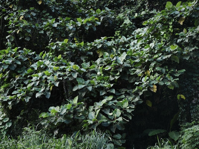 Ficus pungens photo 3