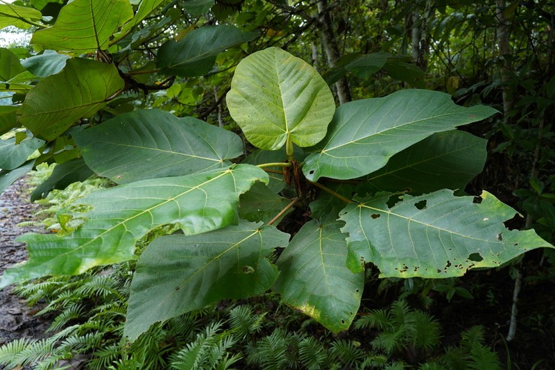 Ficus pungens photo 4