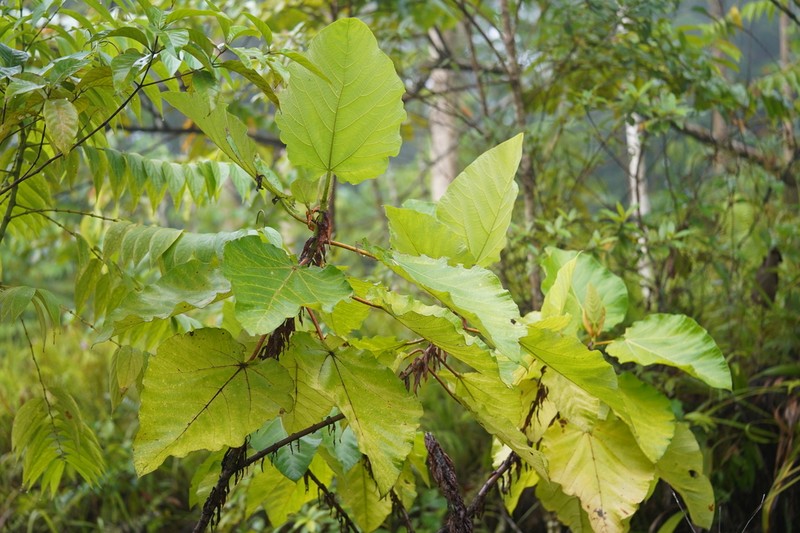 Ficus pungens photo 6
