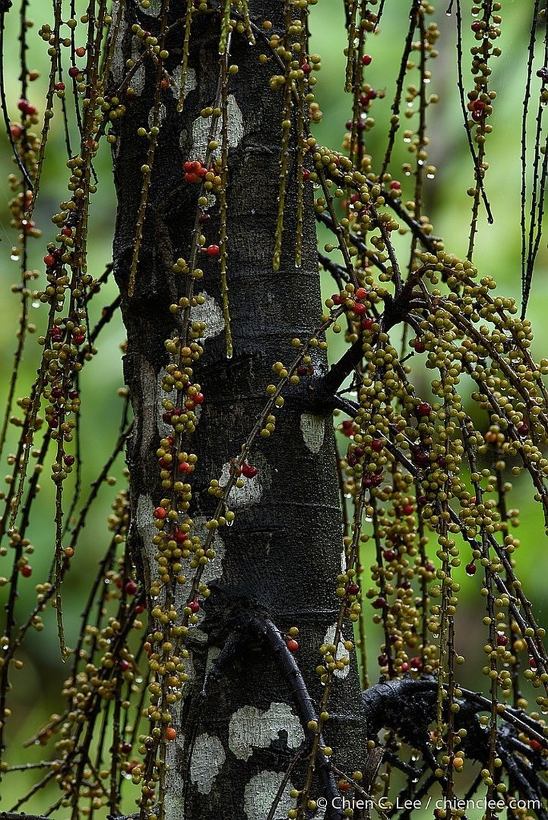 Ficus pungens photo 7