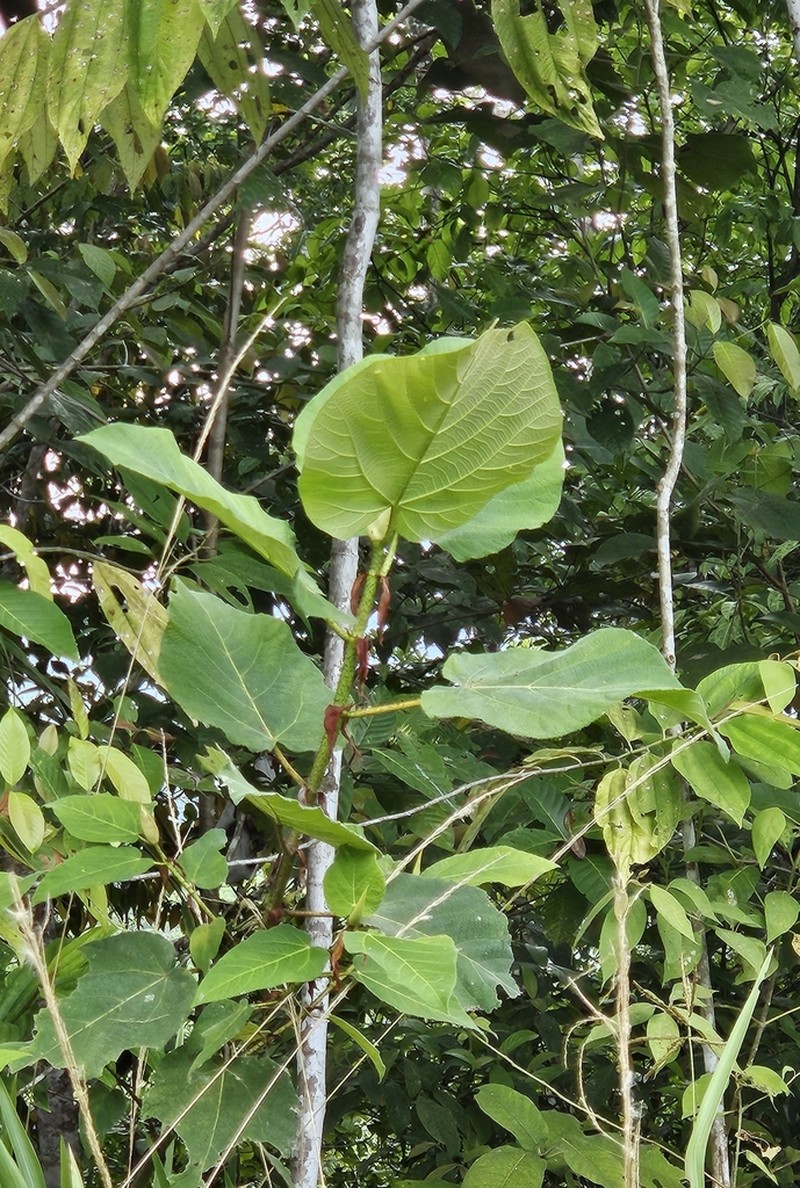 Ficus pungens photo 8