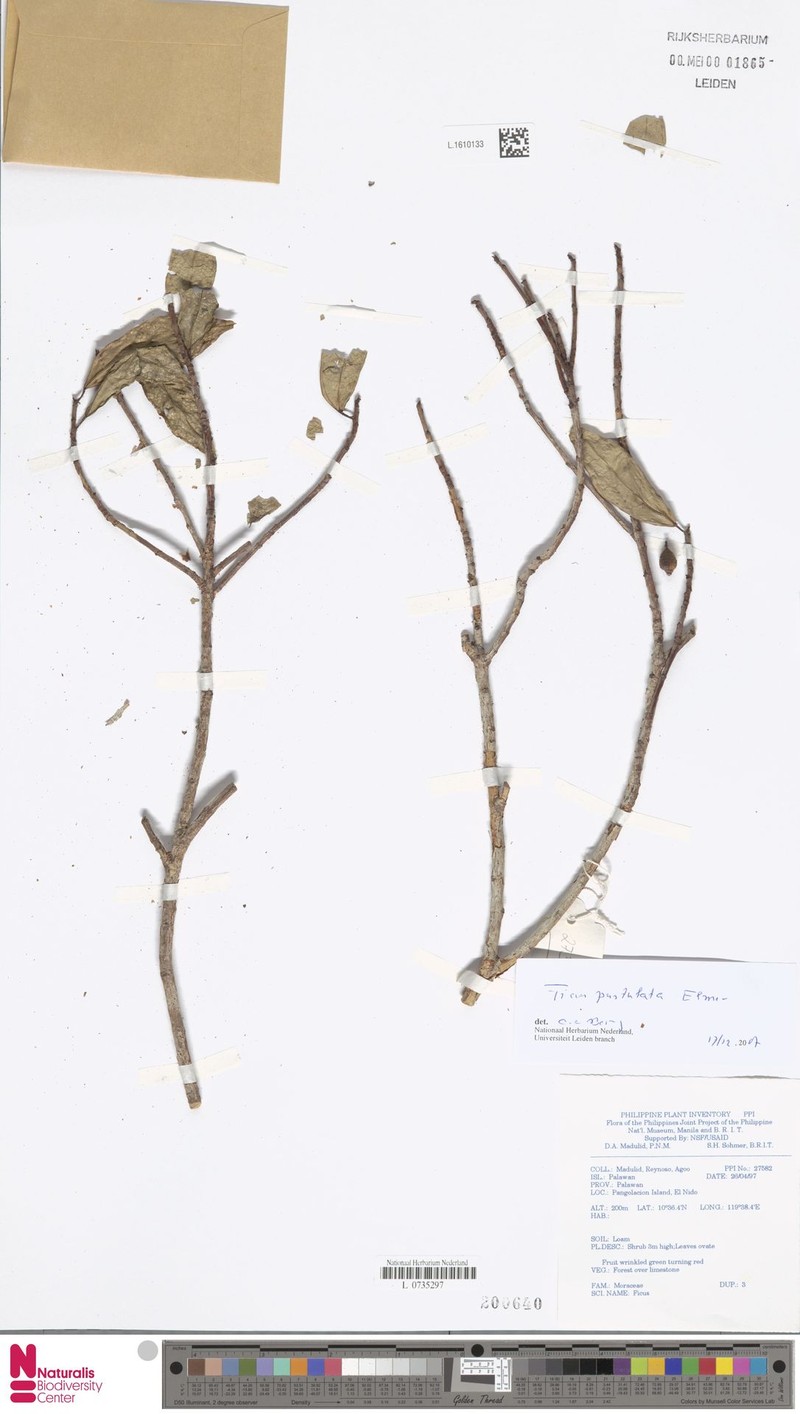 Ficus pustulata