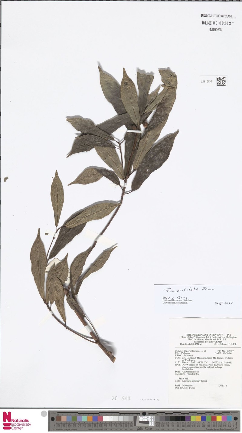 Ficus pustulata photo 2