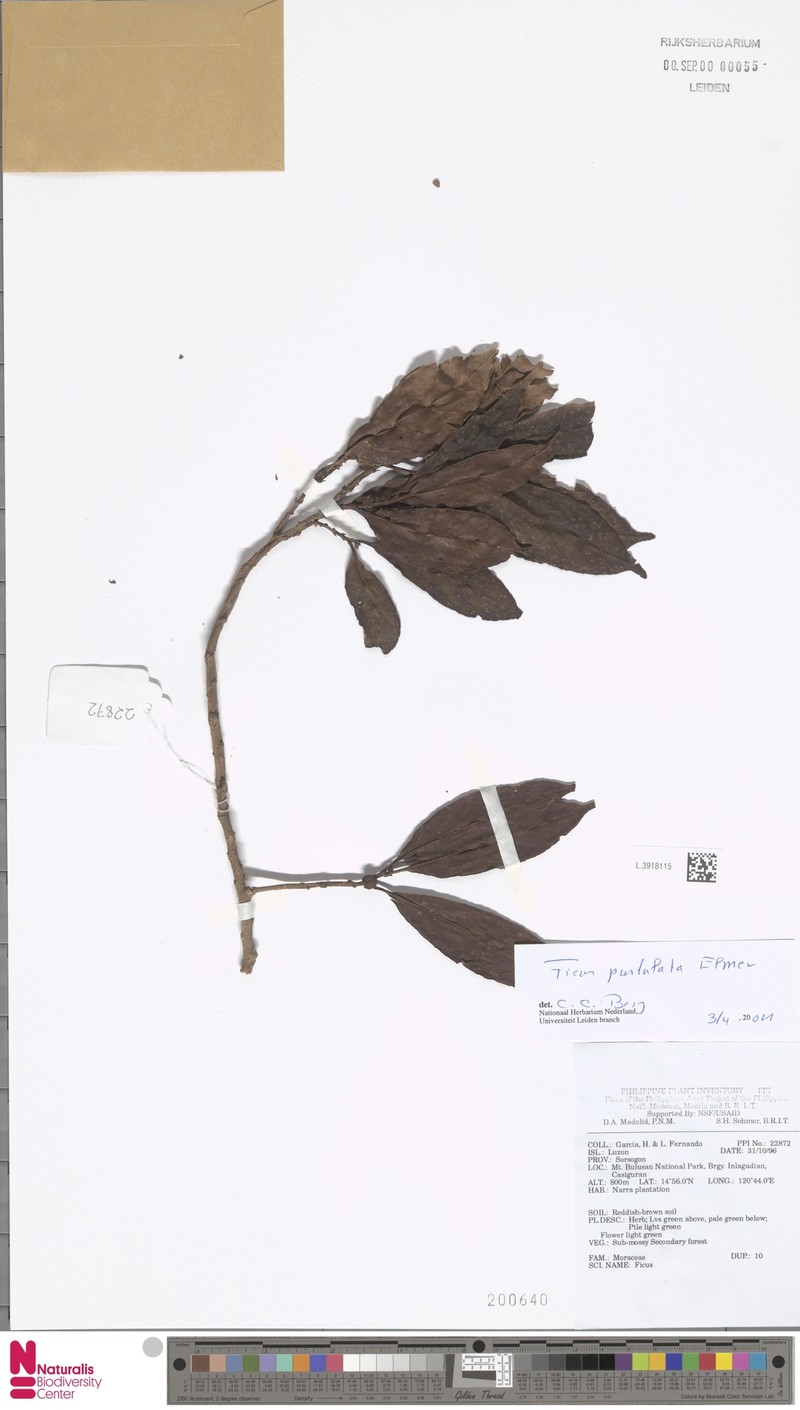 Ficus pustulata photo 3